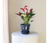 Plantas a Domicilio - Anthurium Rojo - Mil Flores - Flores San Valentín - COLVIN
