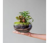 Plantas a Domicilio - Jardín Eterno La Platgeta - Terrario tropical - COLVIN