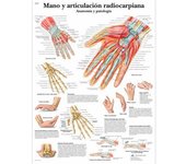 Lámina de anatomía: Mano y articulación radiocarpiana