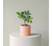 Plantas a Domicilio - Limonero - Citrus Lisa Lara: Planta interior y exterior - COLVIN