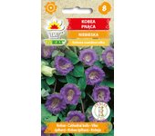 Semillas de kobea trepadoras moradas, semillas de flores para el jardín, grandes rendimientos
