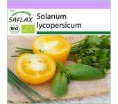 SAFLAX - Orgánico - Tomate - Golden Queen - 15 semillas - Solanum lycopersicum