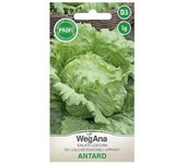 Lechuga Antrad 1g semillas de lechuga - WegAna