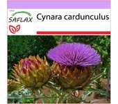 SAFLAX - Cardo / Alcachofa española - 50 semillas - Cynara cardunculus