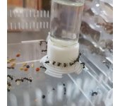 Área de alimentación de agua para granja de hormigas, tazón de agua para hormigas, hormiguero, nido de hormigas, comedero de agua de gran capacidad, casa de hormigas, botella para beber