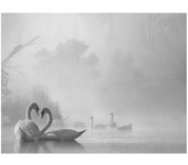 Pyramid International Niebla matutina en el lago de los cisnes Imprimir 50cm x blanco