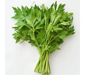 300 semillas de apio (levistico officinale) apio perpetuo - Permacultura SemiSauvage