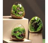 1PC Botellas de vidrio nuevas y creativas con forma de huevo Jarrón de vidrio suculento Micro paisaje hidropónico Terrario de vidrio Decoración del hogar con musgo