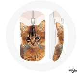 Souris Sans Fil Somali Race de chats
