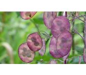 25 semillas de Monnaie du Pape - flores de plantas de jardín antiguas - semillas campesinas reproducibles - SemiWild