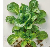 500 Semillas de Lechuga Verde de Cambrai - Permacultura SemiSauvage