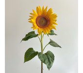 40 Semillas De Girasol