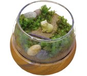 Kit de terrario de musgo con figura de capibara impermeable, bola de musgo de jardín en miniatura de estilo japonés, fabricado en [Moss Japan]