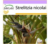 SAFLAX - Ave blanca del paraíso - 5 semillas - Strelitzia nicolai