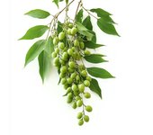 5 Semillas de Neem - Neem - Permacultura SemiSauvage