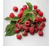 50 Semillas de Frambuesa Silvestre - Permacultura SemiSauvage