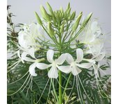 250 Semillas de Cleome Blanca - Permacultura SemiSauvage