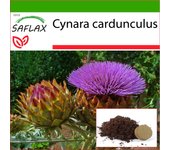 SAFLAX - Cardo / Alcachofa española - 50 semillas - Con sustrato de maceta para un mejor cultivo - Cynara cardunculus