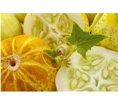 12 semillas de pepino de limón - antiguo huerto - semillas campesinas reproducibles - SemiSauvage