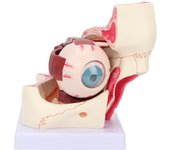 Modelo de ojo humano desmontable con aumento 3x, transparente, modelo anatómico para enseñanza médica.