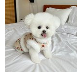 Chaleco de felpa floral para mascotas Otoño e Invierno Nuevo vestido de felpa floral de Año Nuevo Osito de peluche Perro Gato Chaleco de tracción de Año Nuevo Ropa para cachorros XS