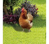 Estatua de gallo decorativa ecológica para jardín.