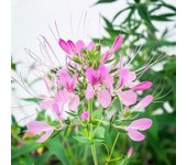 250 Semillas de Cleome Rosa - Permacultura SemiSauvage