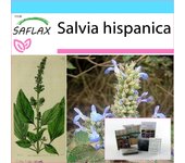 SAFLAX - Set de regalo - Chía mexicana - 500 semillas - Con caja de regalo, tarjeta, etiqueta y sustrato para macetas - Salvia hispanica