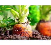 500 semillas de zanahoria de Nantes - verduras de huerta - semillas campesinas reproducibles - SemiSauvage