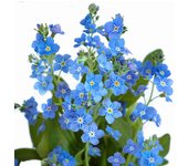 500 Semillas de Myosotis Azul Real - Permacultura SemiSauvage