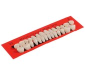 28 unids/set Material Dental Universal Resi dentadura postiza dientes de resina dentaduras postizas duraderas enseñanza de dientes dedicados 28Pcs a Set
