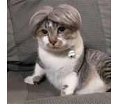 Personalizado Ideal para fiestas Único y divertido Personalizar Popular Extraño Tendencia Personalizado Vacaciones Pelucas para mascotas Gato Perro