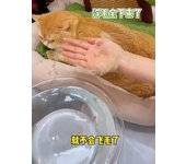 Cepillo de vapor para gatos, cepillo vaporizador para perros, 3 en 1, cepillo eléctrico para masajes, peine para el cuidado de mascotas, peines para quitar el pelo, suministros para el cuidado