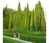 50 semillas de ciprés italiano (Cupressus sempervirens estricta) - sin tratar