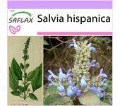 SAFLAX - Chia mexicana - 500 semillas - Salvia hispanica