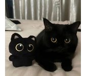 Muñeco de peluche de gato negro de 10 cm, bonito colgante pequeño, cojín de almohada, muñeco de peluche de gato negro para niño y niña, regalos de cumpleaños 1PC negro
