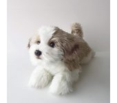 Peluche realista de perro Nini y Kino. Perro tumbado realista. Longitud total aproximada: 40 cm. [Perro de peluche] (Shih Tzu)