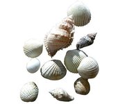 Conchas surtidas - Sin especificar - 400g - Ideal para decoración - Variadas - Sin añada