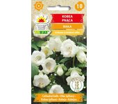 Semillas de flores de kobea trepadoras blancas para el jardín, grandes rendimientos