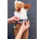 Arnés para perros transpirable con correa, chaleco Oxford reflectante, arnés para perros, tamaño ajustable, perros pequeños y medianos XS (no Leash) púrpura