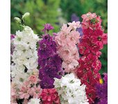 100 Semillas de Larkspur Enana - Permacultura SemiSauvage