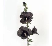 35 Semillas de Malvarrosa Negra - Permacultura SemiSauvage