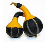 20 Semillas de Calabaza Koshare - Permacultura SemiSauvage