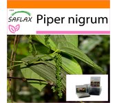 SAFLAX - Garden in the Bag - Planta de pimiento - 20 semillas - Con sustrato en una bolsa de pie adecuada - Piper nigrum