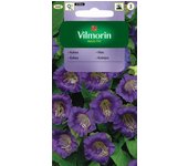 Semillas de kobea trepadora violeta-azul 0,5g - VILMORIN