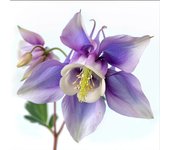 150 Semillas de Columbine de Jardín - Permacultura SemiSauvage