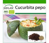 SAFLAX - Orgánico - Calabacín - Tondo di Nizza - 5 semillas - Con sustrato de maceta para un mejor cultivo - Cucurbita pepo