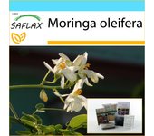 SAFLAX - Set de regalo - Rábano picante - 10 semillas - Con caja de regalo, tarjeta, etiqueta y sustrato para macetas - Moringa oleifera