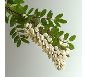 15 Semillas de Robinia - Falsa Acacia - Permacultura SemiSauvage