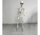 Esqueleto de Halloween de cuerpo completo con articulaciones articuladas, esqueleto humano realista, decoraciones para fiestas, casas embrujadas, truco o trato, juguete festivo A